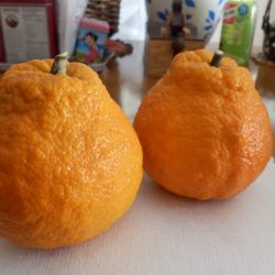 いよかんの出来