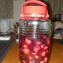 梅を赤しそにつけた。