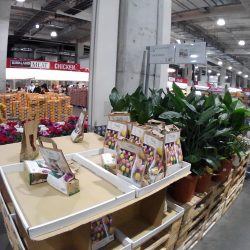 Costcoでチューリップ