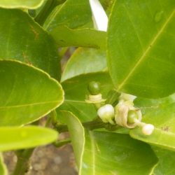 伊予間の花が咲いて、実がなりだした。 伊予間の実がなり始めた