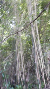 根かがっている竹は枯れる