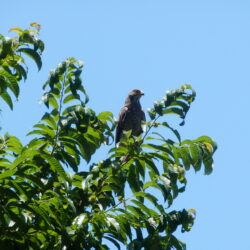 オオタカが作業を見守っている