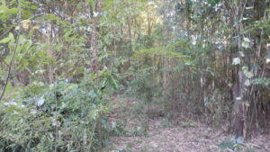 今回の伐採対象のサイドに残っている竹藪