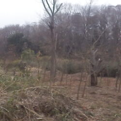 竹の伐採が完了した。