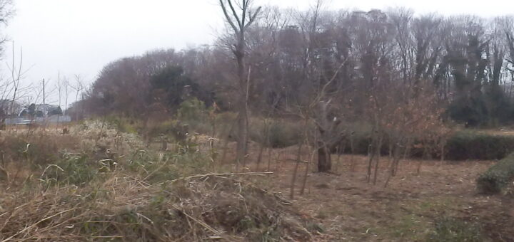 竹の伐採が完了した。
