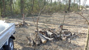 栗の木の伐採した残骸