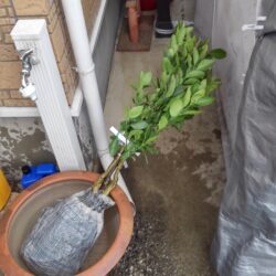 クビアカツヤカミキリで伐採した後に植えるいよかんと梨の苗木が届いた。 伊予間となしの苗木がやっときた。