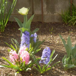 ヒヤシンスとチューリップが咲き始めた