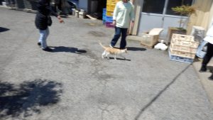 太平育成所（卵屋）のねこ。