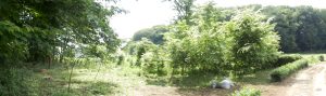 雑踏刈りを終わらした。