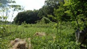 うれしかったのは、後ろ側の枯れてしまったお茶の木に新芽が出てきた。