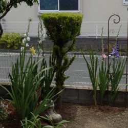 いろいろな色のグラジオラスが咲いた