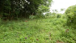 前回刈ったところは落ち着いてきたけど、まだま草はいっぱいになっている。