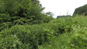 隣も耕作放棄なので、蔦が越境してきてすごいことに。