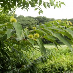 栗の実が生っている