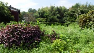 実家の裏の伊予間と梨を植えた場所が草ぼうぼう