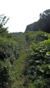 境界部分を中心に草刈りをした。
