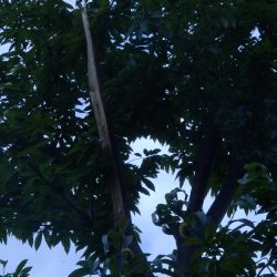 強風で、引きちぎられたねえ。