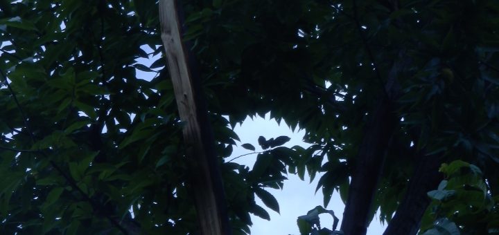 強風で、引きちぎられたねえ。