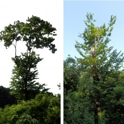 上側に2つ割れている部分から、折れたようだねえ。かなり実がなっていたので損害が大きい
