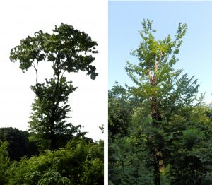 上側に2つ割れている部分から、折れたようだねえ。かなり実がなっていたので損害が大きい