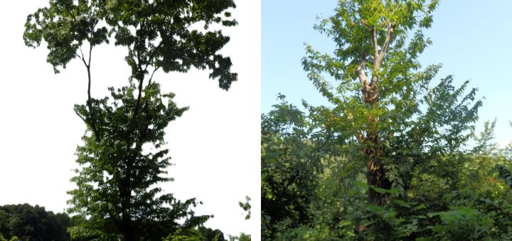 上側に2つ割れている部分から、折れたようだねえ。かなり実がなっていたので損害が大きい