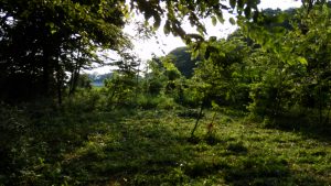 雑草がりは大変だけどやるしかない。