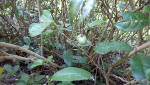 お茶の実がなり始めた。