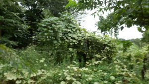 木に絡んで凶悪な状態になっている
