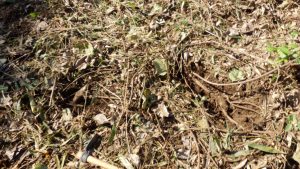 蔦の大物が２つ発掘された。木の葉取り出す。