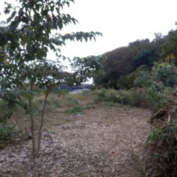 隣の畑の境界になるお茶の木に到達