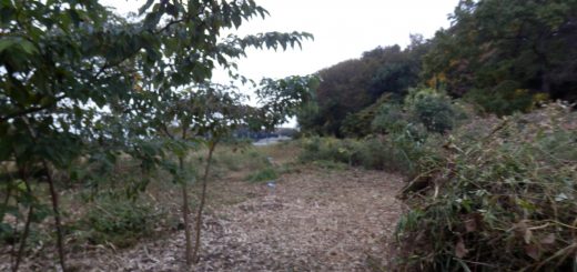 隣の畑の境界になるお茶の木に到達