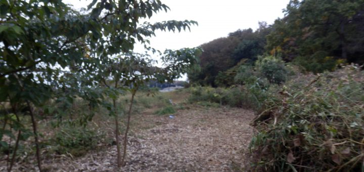 隣の畑の境界になるお茶の木に到達