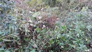 境界部分のお茶の木にだいぶ花が咲いている。