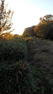 通路部分の刈込を完了した。