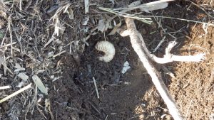 竹をチップ化して、まとめているところに、カブトムシの幼虫がたくさん発掘されている