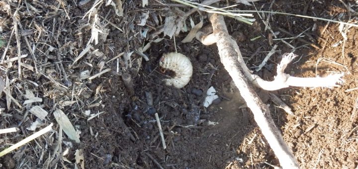 竹をチップ化して、まとめているところに、カブトムシの幼虫がたくさん発掘されている