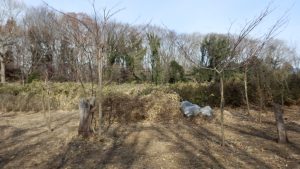 これは、造園会社にお願いして３月頭に片づける