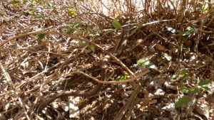 栗畑の境界の反対側にも大きなツタがあり、お茶の木が弱ってしまうので、ここも取り出した。