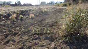 境界に使っているお茶の木が切られたので苗を植えた。