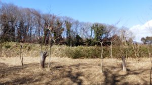 山積みされていた蔦の根っ子は、造園会社によって整理された。