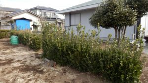 建屋と畑を区切るお茶の木がぼさぼさ