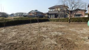 雑草が生えていたので、雑草取りを行った。