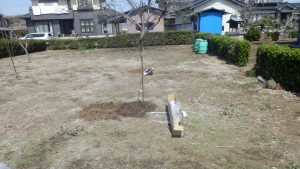 今回は梨のにっこりというのを植えた