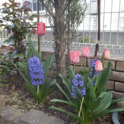 ムスカリとチューリップが今咲いている