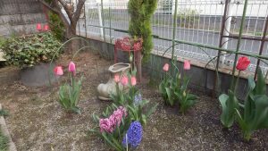 春の花が咲き始めた