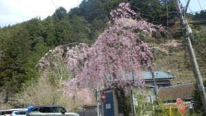 つるつる温泉の桜