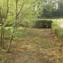 栗の芽が出たので落ち葉が大量に発生したのきれいにした。