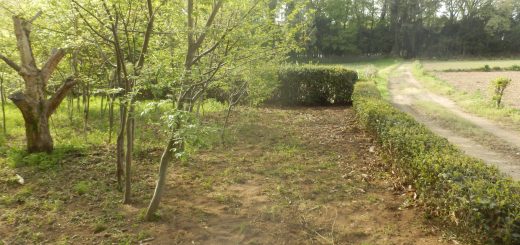 栗の芽が出たので落ち葉が大量に発生したのきれいにした。
