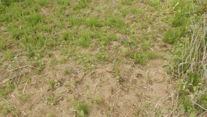お茶の木もだいぶ芽が出てきた。